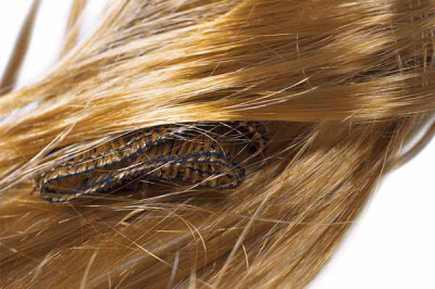 hair_direct_essays_carame